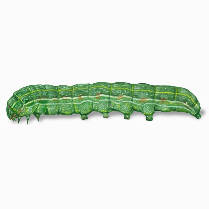 How to identify and get rid of beet armyworms