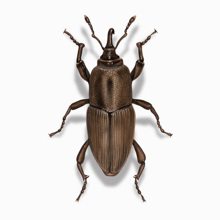 Illustration of a Bluegrass Billbug.