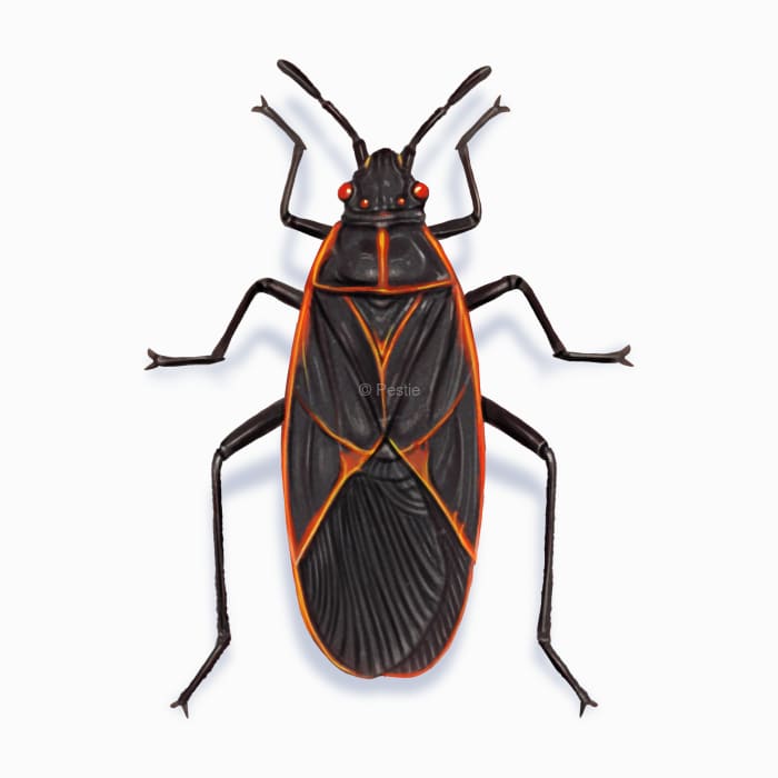 Illustration of a Boxelder Bug.