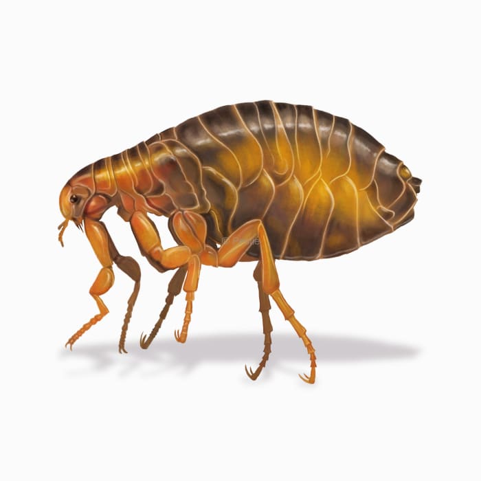 Illustration of a Flea.