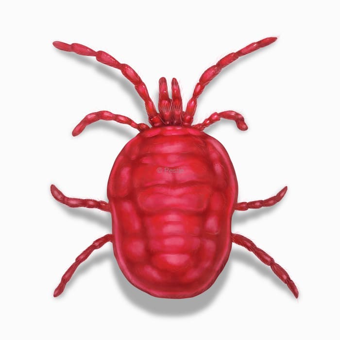 Illustration of a Chigger.