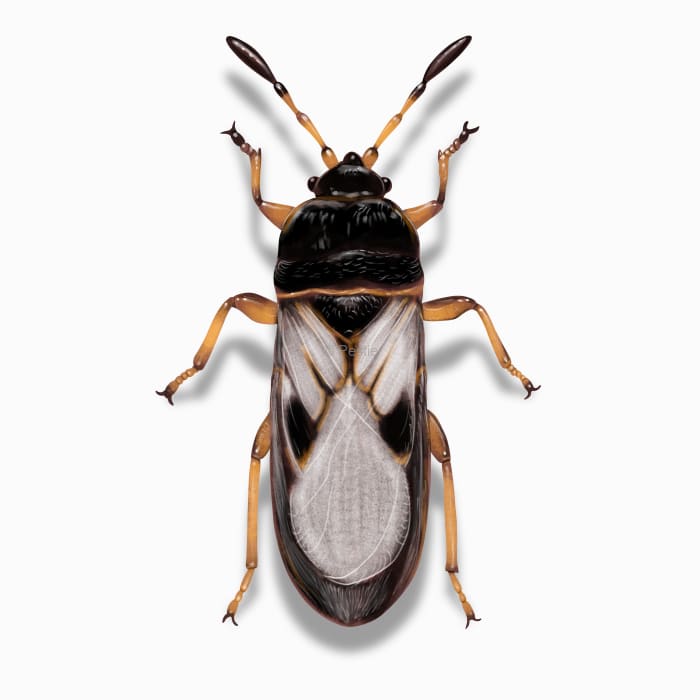 Illustration of a Chinch Bug.