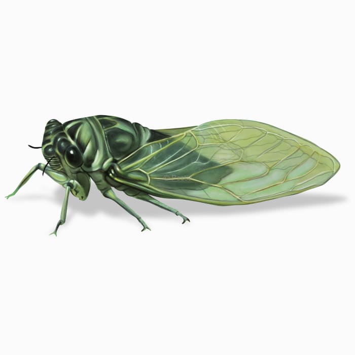 Illustration of a Cicada.