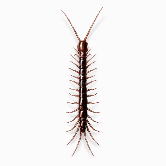 Illustration of a Cryptopid Centipede.