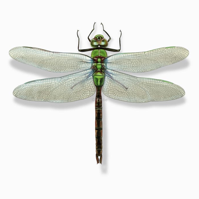 Illustration of a Dragonfly.