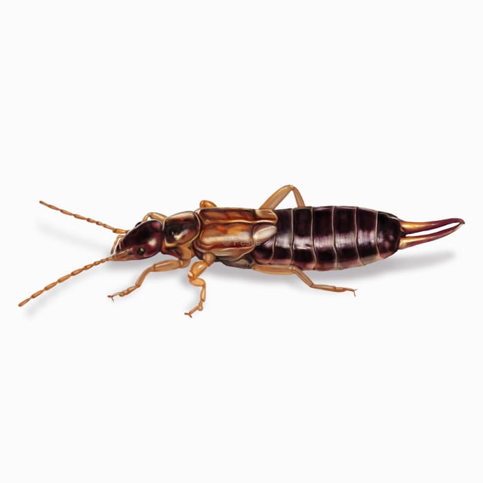 Illustration of a Earwig.