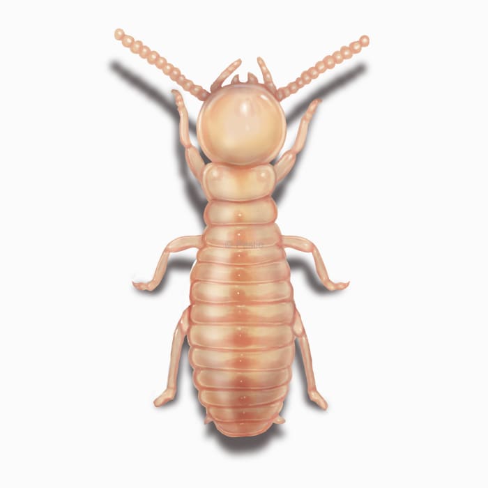 Illustration of a Eastern Subterranean Termite.