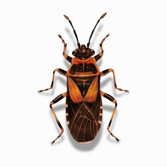 Illustration of a Elm Seed Bug.