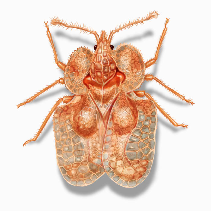 Illustration of a Lace Bug.