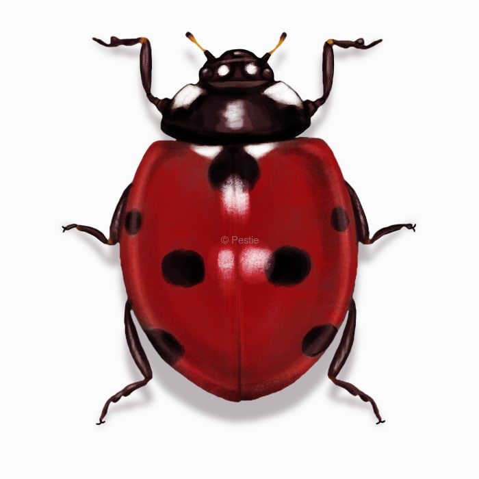 Illustration of a Ladybug.