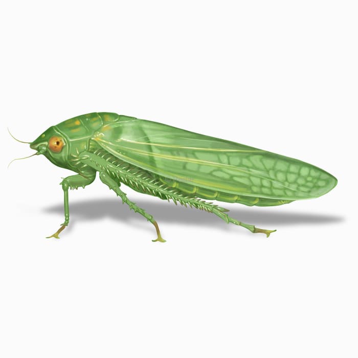 Illustration of a Leafhopper.