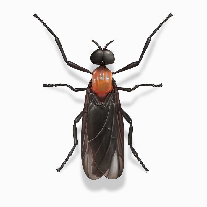 Illustration of a Love Bug.