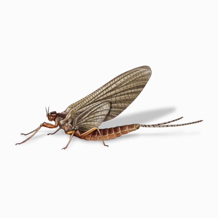 Illustration of a Mayfly.