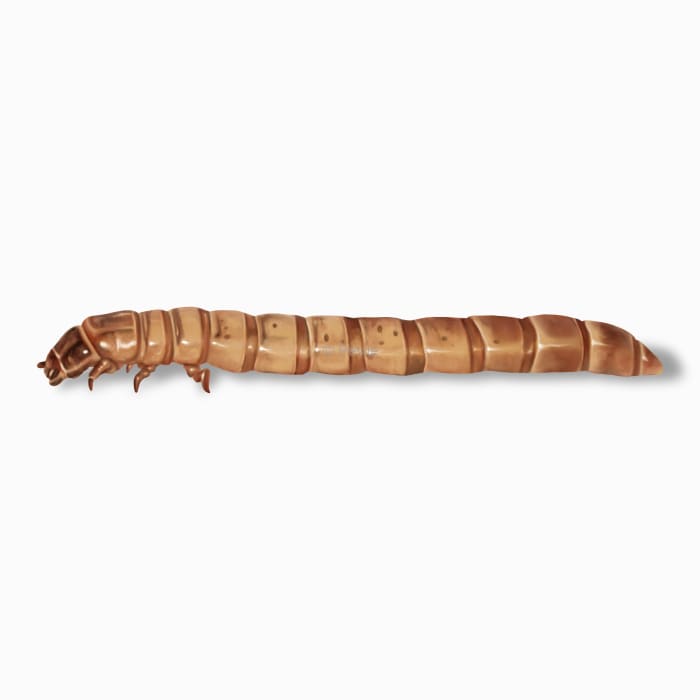 Illustration of a Mealworm.