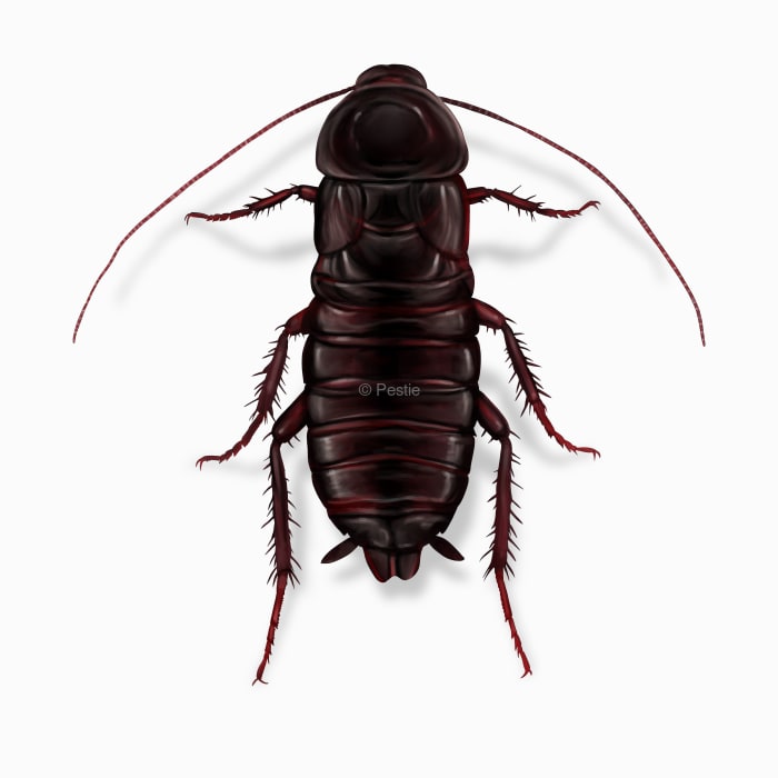 Illustration of a Oriental Cockroach.