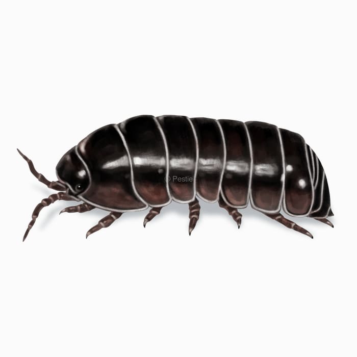 Illustration of a Pill Bug.