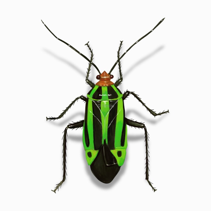 Illustration of a Plant Bug.