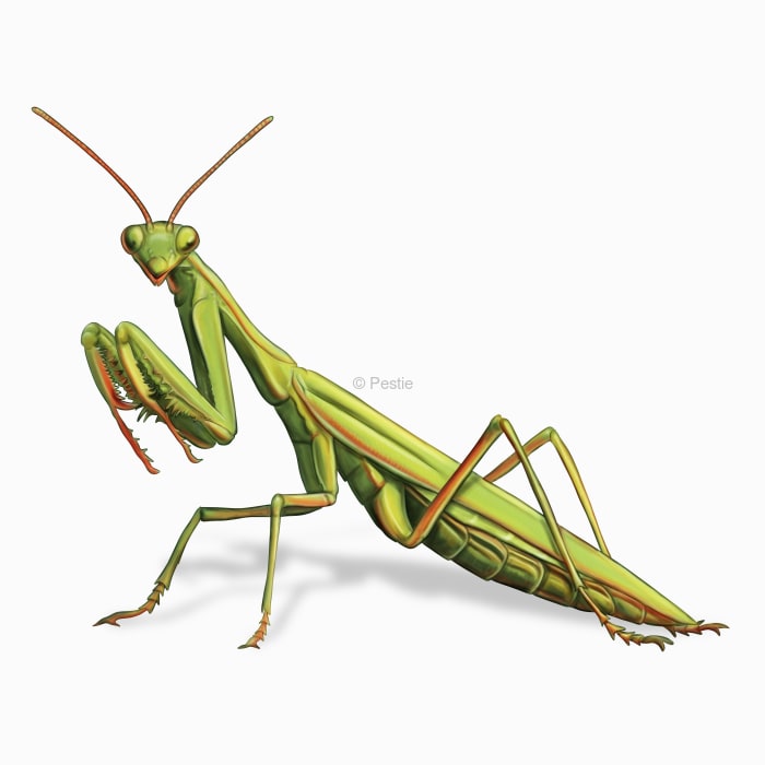 Illustration of a Praying Mantis.