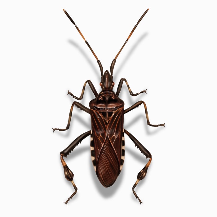 Illustration of a Seed Bug.