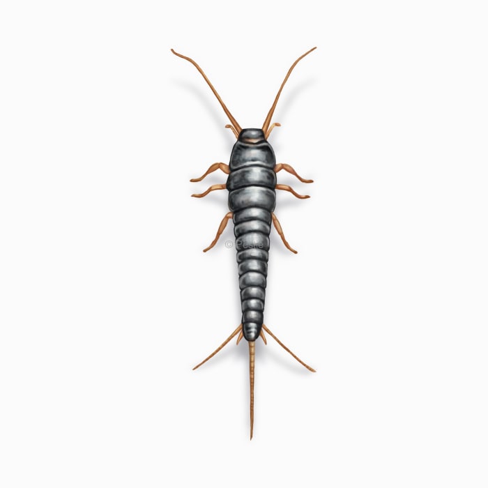 Illustration of a Silverfish.