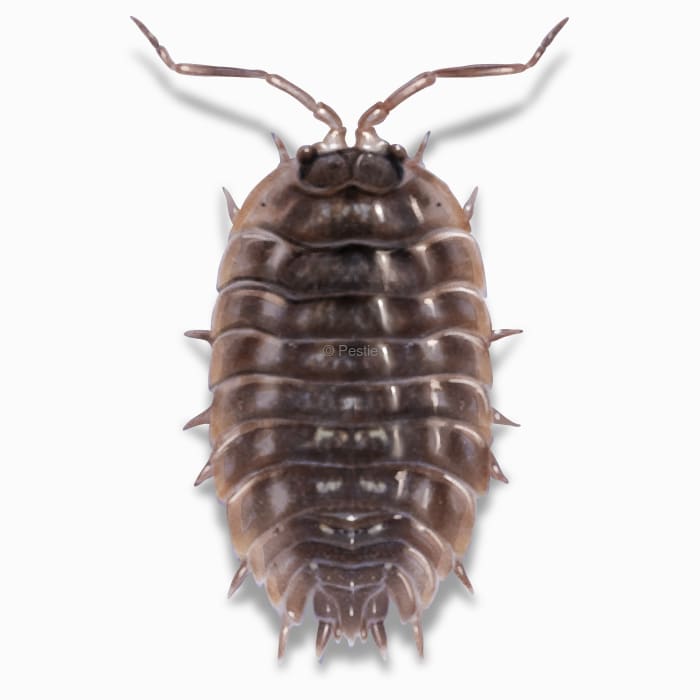 Illustration of a Sowbug.