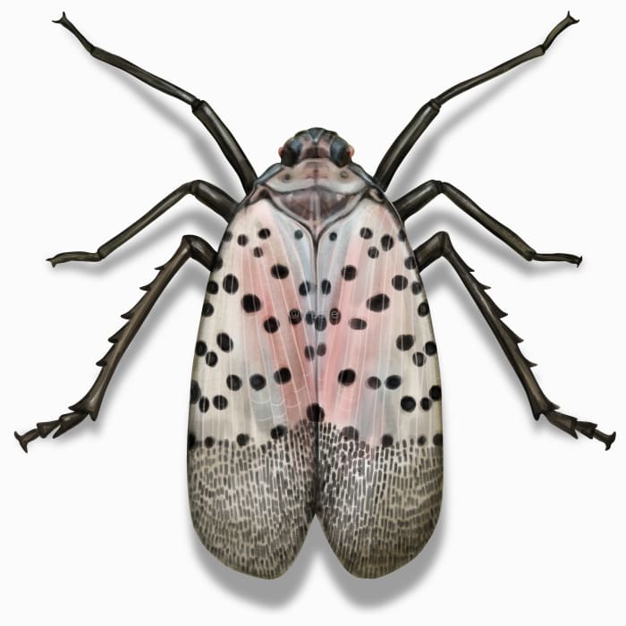 Illustration of a Spotted Laternfly.