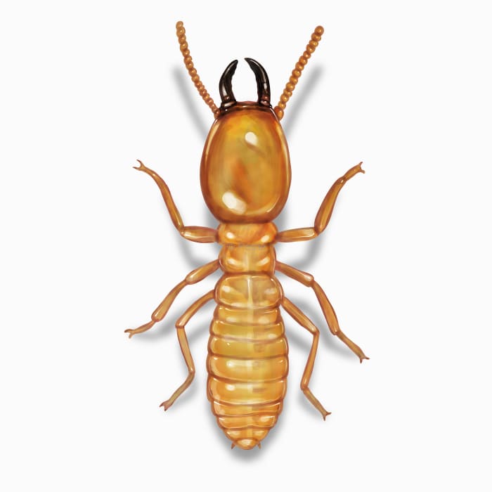 Illustration of a Termite.