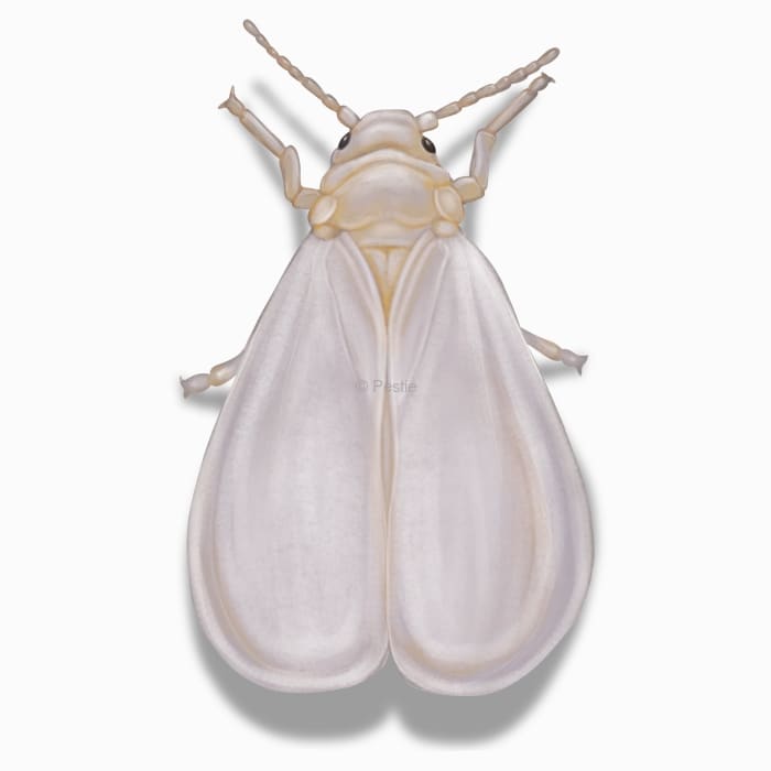 Illustration of a Whitefly.