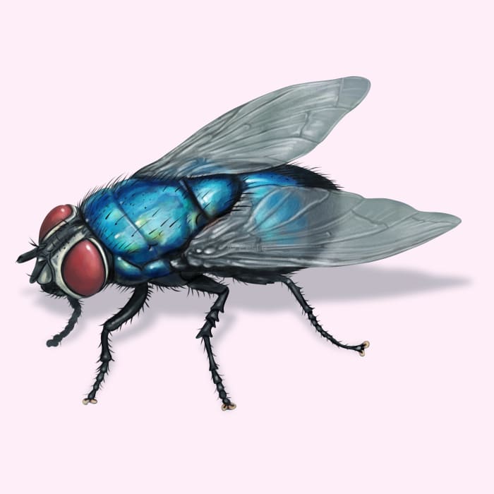 How to identify and get rid of blue bottle flies