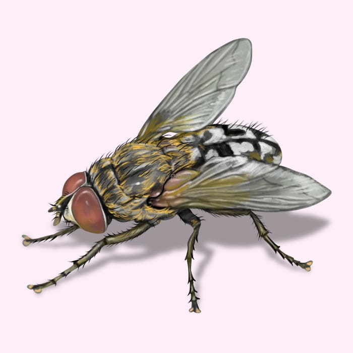 Illustration of a Cluster Fly.