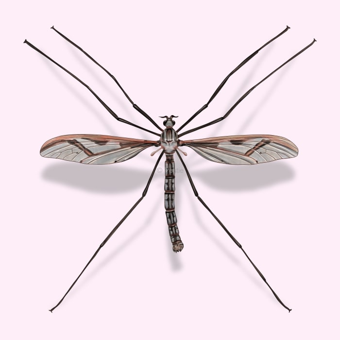 Illustration of a Crane Fly.