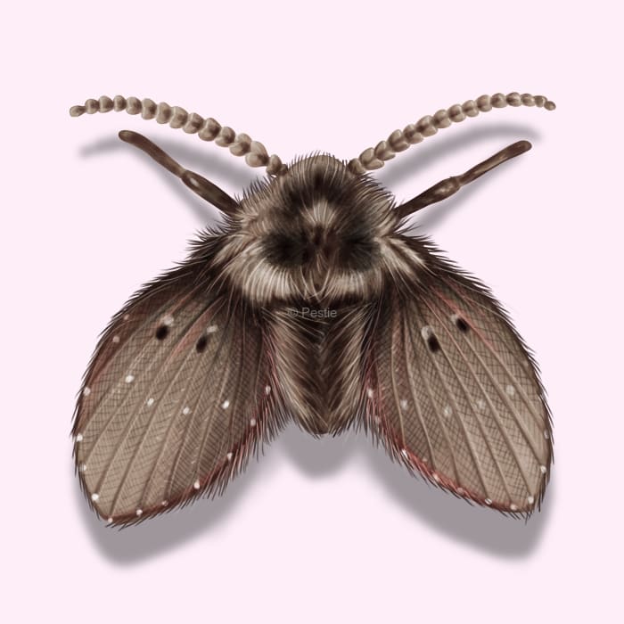 Illustration of a Drain Fly.