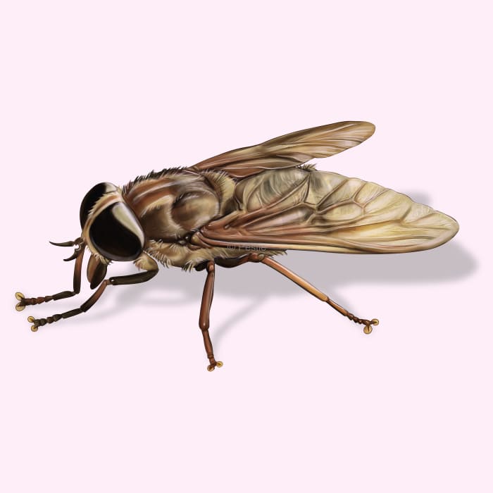 Illustration of a Horse Fly.