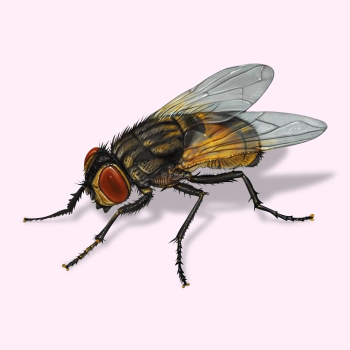 Illustration of a Housefly.