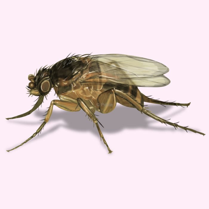 Illustration of a Phorid Fly.