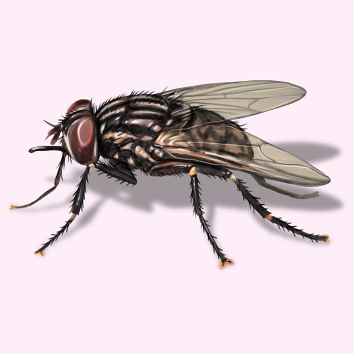 Illustration of a Stable Fly.