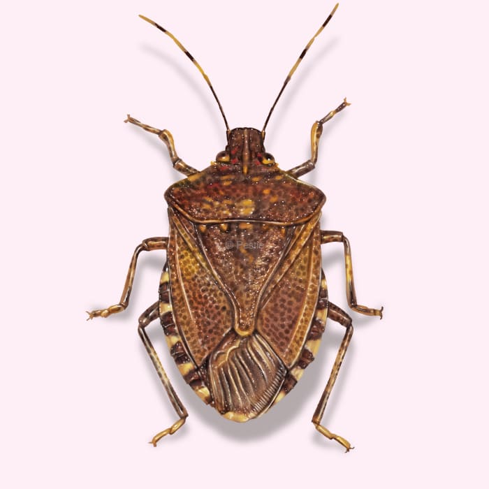 Illustration of a Stink Bug.