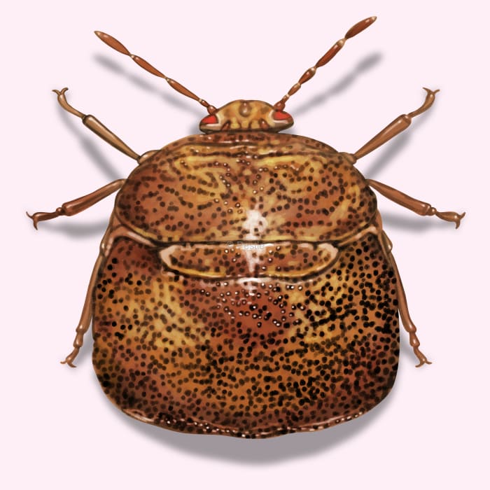 Illustration of a Kudzu Stink Bug.