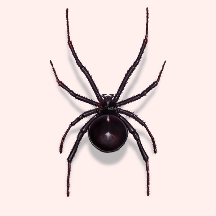 Illustration of a Black Widow Spider.