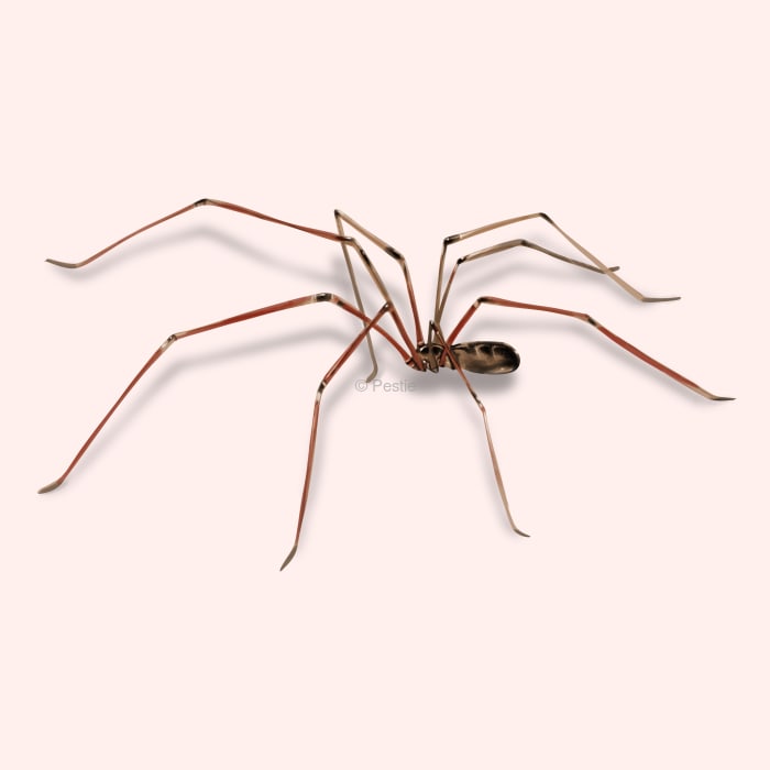 Illustration of a Cellar Spider.