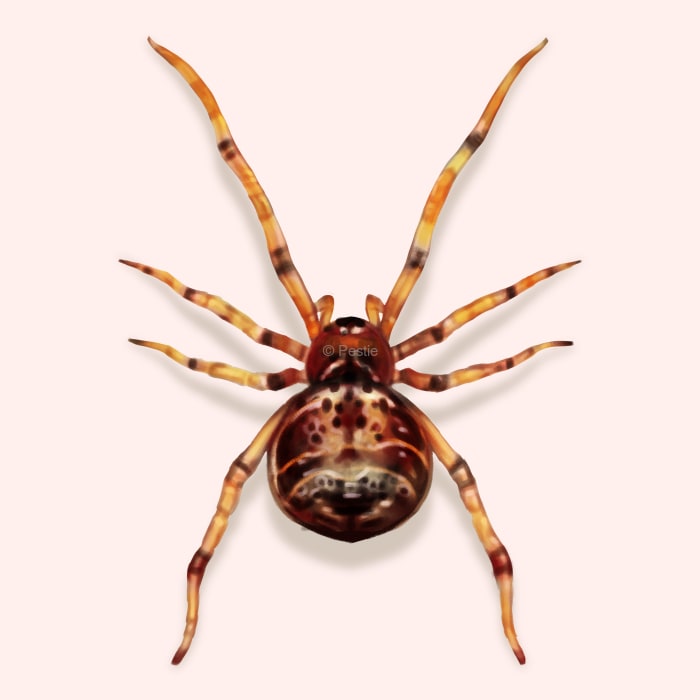 Illustration of a Common House Spider.