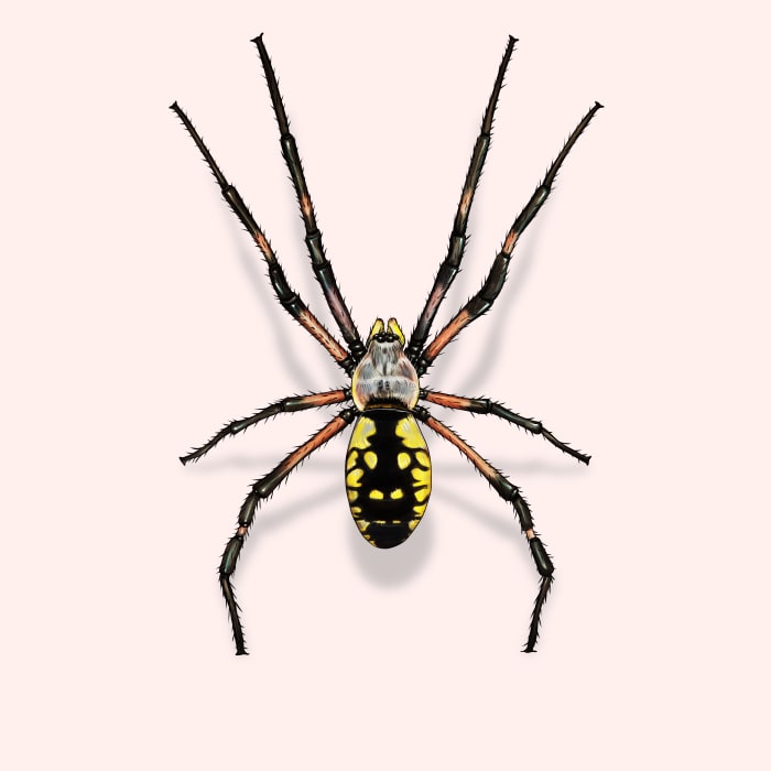 Illustration of a Garden Spider.