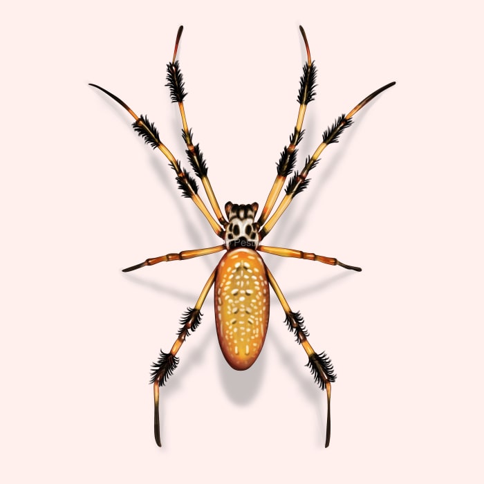 Illustration of a Golden Silk Orb-weaver.