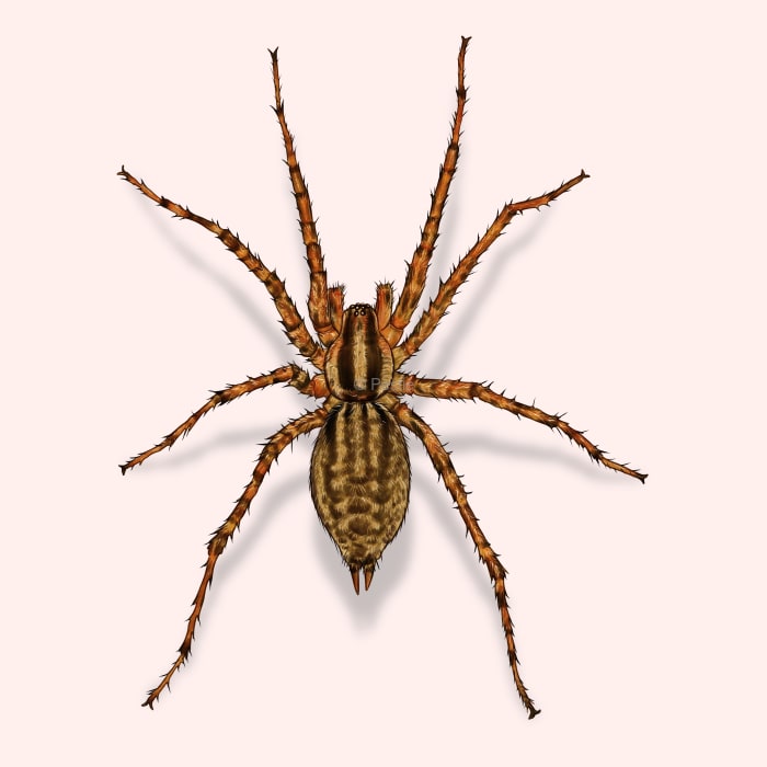 Illustration of a Grass Spider.