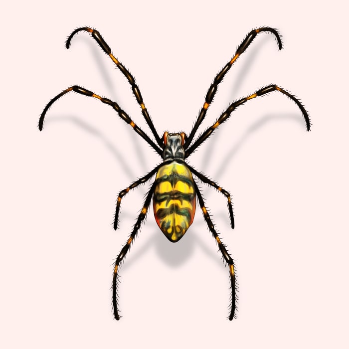 Illustration of a Joro Spider.