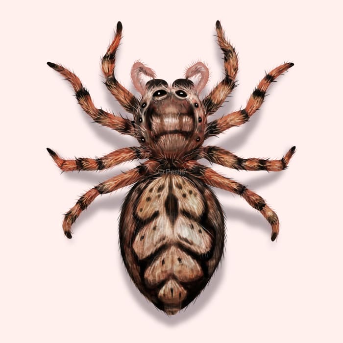 Illustration of a Jumping Spider.