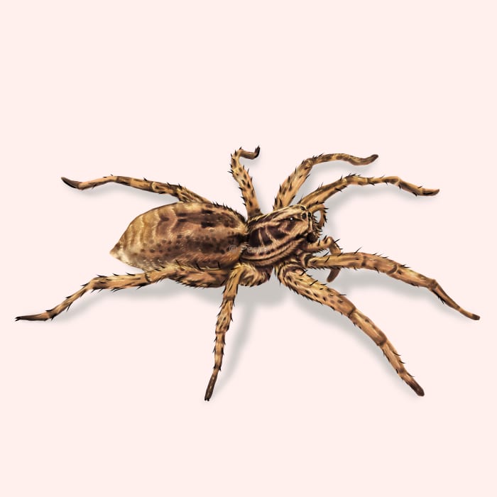 Illustration of a Wolf Spider.