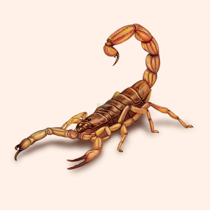 Illustration of a Scorpion.