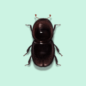 Illustration of Ambrosia Beetle