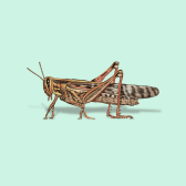 Illustration of American Bird Grasshopper